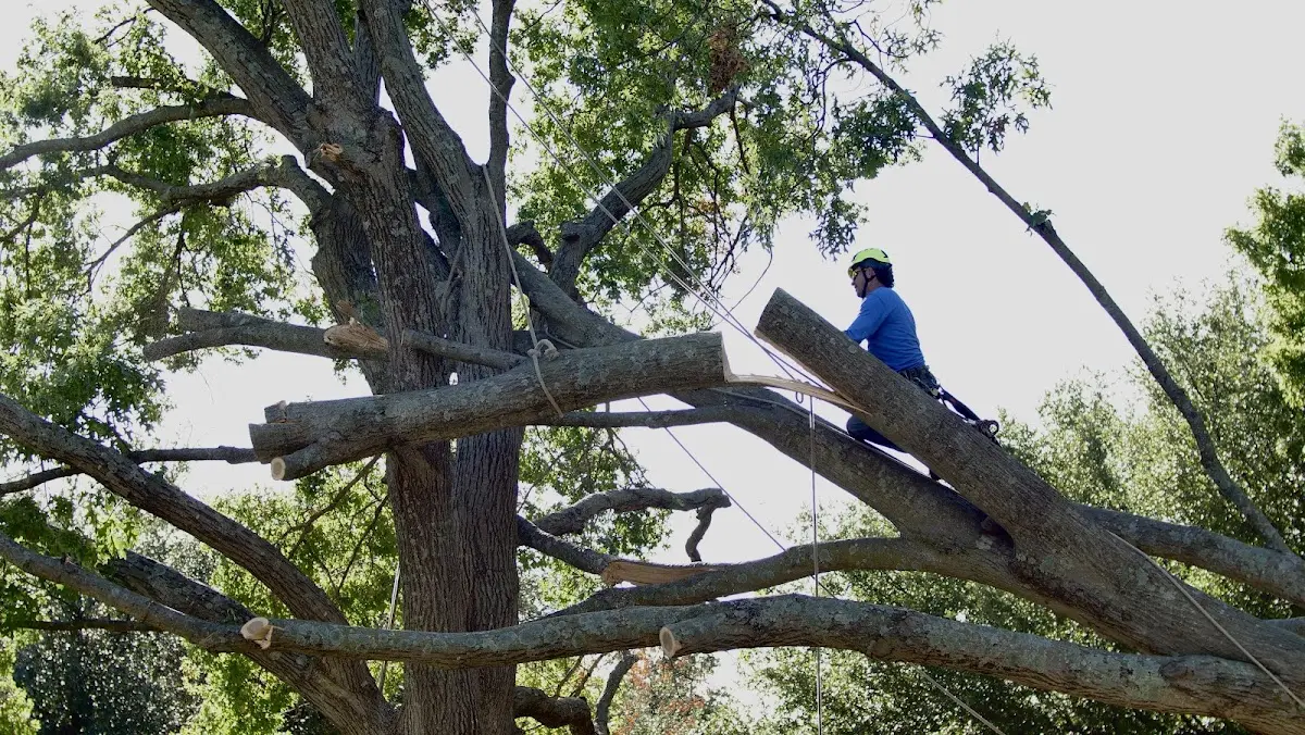 Professional Crown Thinning performed by certified arborists in Zuni