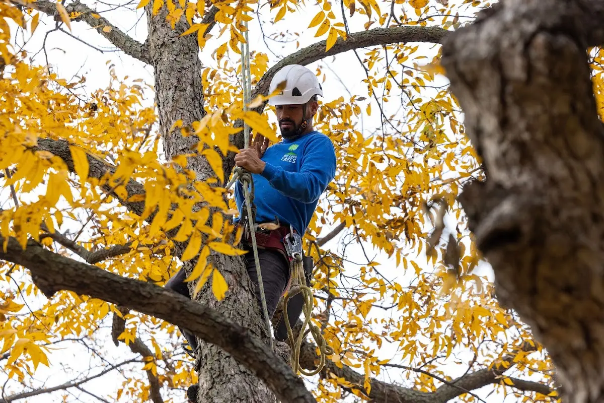 Skilled Tree Transplanting crew working in Zuni